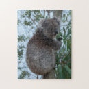 Zoek naar koala puzzels Schattig