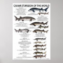 Recherche de pêche drôle posters Amusant