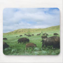 Recherche de bison tapis souris Troupeau