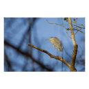 Recherche de perche posters Nature