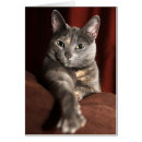 Recherche de domestique autres Animal