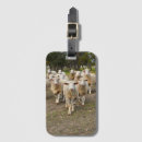 Recherche de brebis bagages étiquettes Agriculture