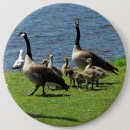 Recherche de oie d badges Oie du canada