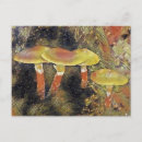 Zoek naar mystieke briefkaarten Paddenstoelen