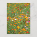 Recherche de fleur de cosmos cartes postales Fleurs