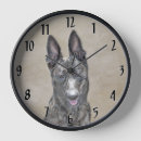 Recherche de berger horloges Chiot