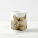 Recherche de chaton espiègle tasses Chats