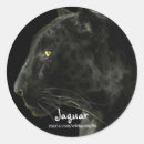 Zoek naar zwarte jaguar stickers Grote katachtigen
