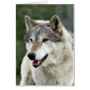 Recherche de photo de loup cartes postales Canine