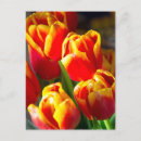 Recherche de tulipe cartes postales Jardin
