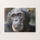 Recherche de parc national de gombe Chimpanzé