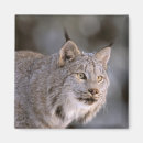 Recherche de fourrure magnets Alaska