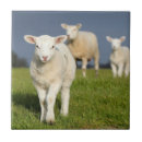 Recherche de vue de face carreaux Animal