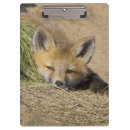 Recherche de renard porte blocs Faune