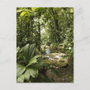 Recherche de forêt tropicale cartes postales Nature