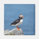 Recherche de oiseau macareux magnets Animal