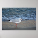 Recherche de mer baltique posters Plage