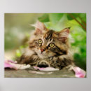 Recherche de petits chatons posters Girl
