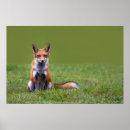 Recherche de renard rouge bébé posters Animaux dans la nature