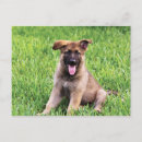 Recherche de chiot de berger allemand cartes postales Chien