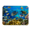 Recherche de poissons tropicaux magnets Bleu