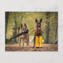 Recherche de berger malinois cartes postales Chiens