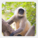 Zoek naar aap stickers Jungle