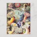 Recherche de anémones de mer cartes postales Illustration