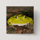Recherche de vertebre badges David northcott