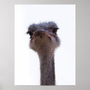 Zoek naar grappige dierentuin posters Portret