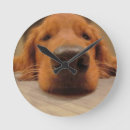 Recherche de golden retriever horloges Animal familier