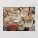 Zoek naar schelpen briefkaarten Strand