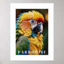 Recherche de perroquets posters Décoration