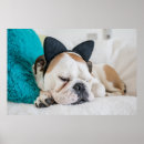 Recherche de familiers posters Chiots