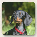 Zoek naar glad onderzetters Hond