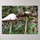 Zoek naar paddestoelen posters For her