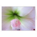 Recherche de amaryllis photographie Floral