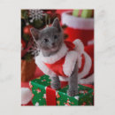 Recherche de russian blue cat cartes postales Coat