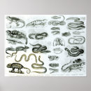 Recherche de caméléon posters Serpent