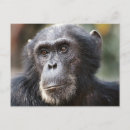 Recherche de parc national de gombe Afrique de l'est