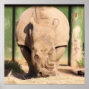 Recherche de rhinocéros blanc posters Sauvage