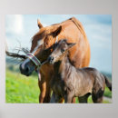 Recherche de animaux ferme bébé posters Animal de ferme