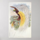 Recherche de john gould posters 19e