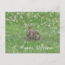 Zoek naar wild rabbit briefkaarten Bunnies