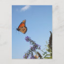 Recherche de papillons vol cartes postales Nature