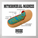 Recherche de mitochondrie posters Biologie cellulaire
