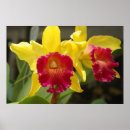 Recherche de orchidée de cattleya posters Nature