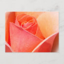 Recherche de effets cartes postales Rose