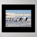 Recherche de pingouin posters Faune