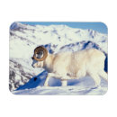 Recherche de mouflon magnets Herbivore